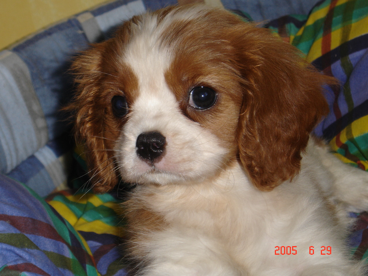 king charles
