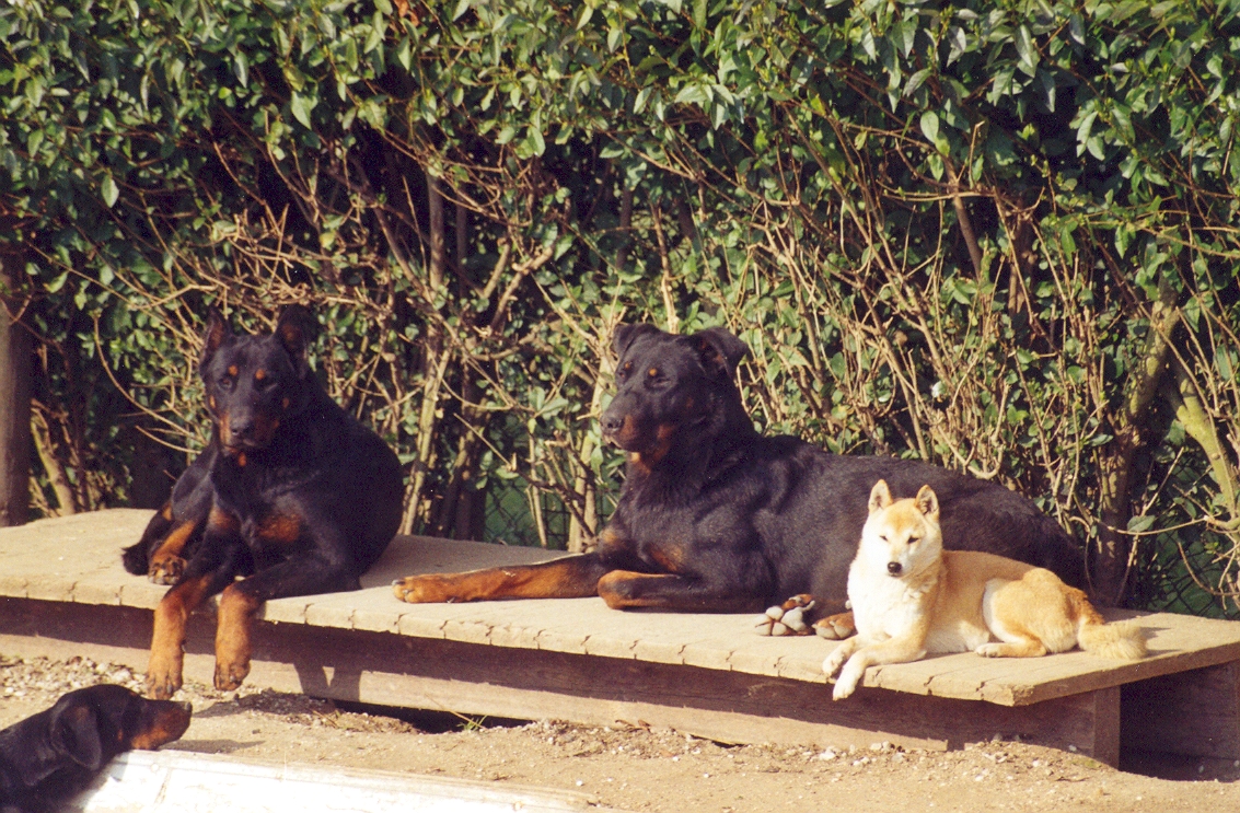 beaucerons