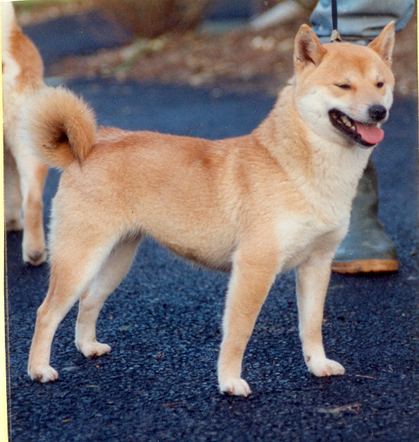 nomiya