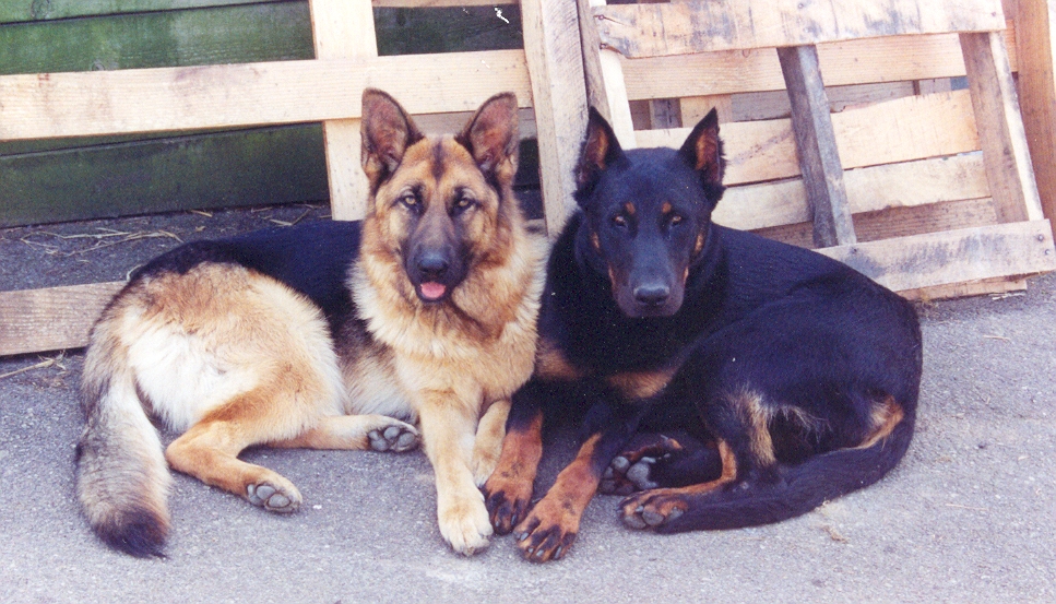 berger et beauceron