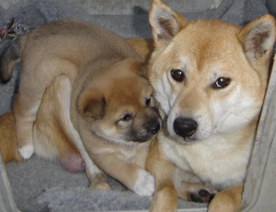 calin