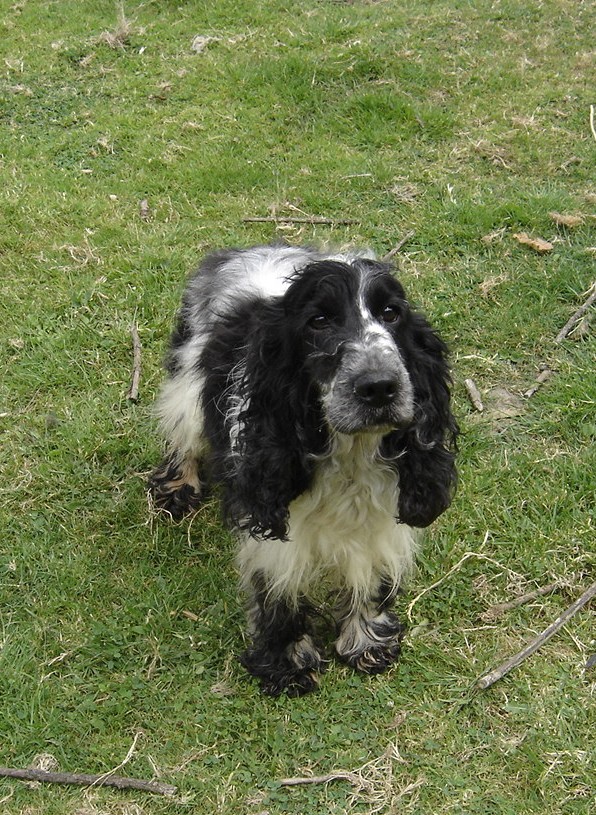 cocker